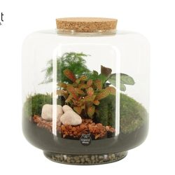 Mixed Terrarium