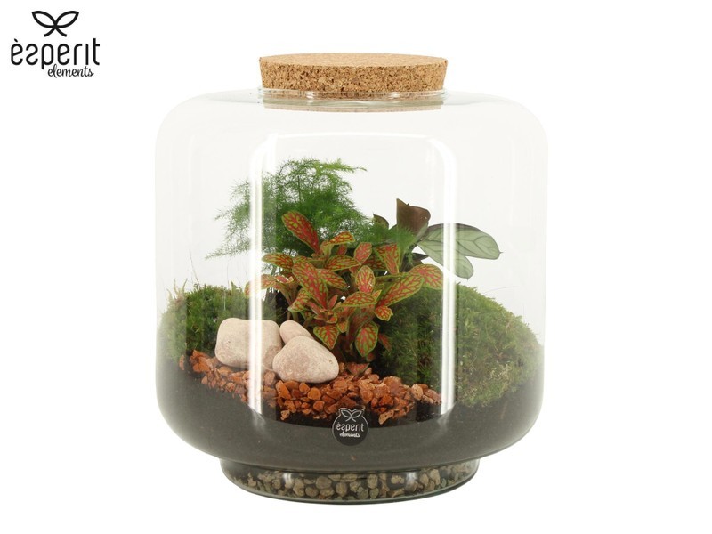 Mixed Terrarium
