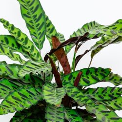 Calathea lancifolia ‘Air So Pure’