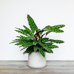 Calathea lancifolia ‘Air So Pure’