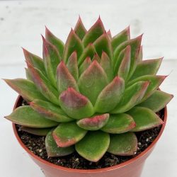 Echeveria agavoides (Lipstick Echeveria)