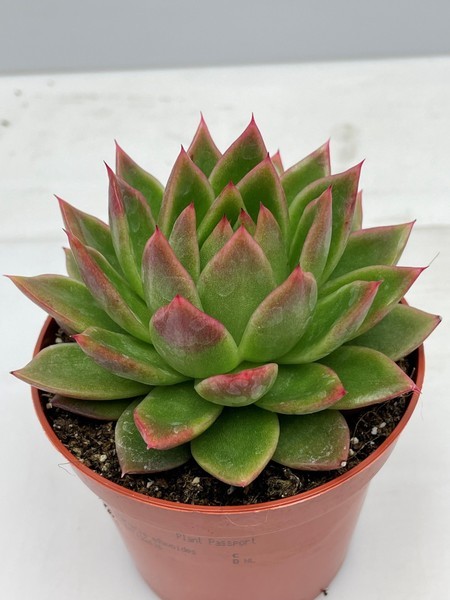 Echeveria agavoides (Lipstick Echeveria)