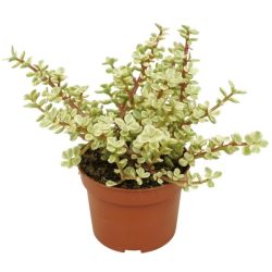 Portulacaria afra Variegata  (Variegated Elephant Bush)