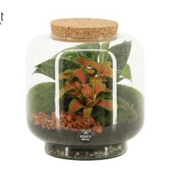 Large Cylindrical Terrarium