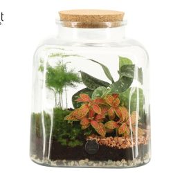 Square Terrarium