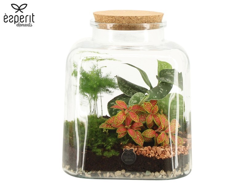 Square Terrarium - Image 2
