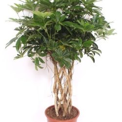 Schefflera arboricola ‘Compacta’ (Braided Umbrella Tree)