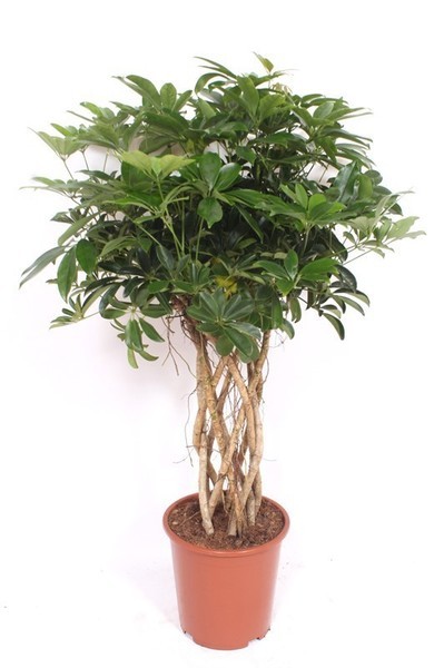 Schefflera arboricola 'Compacta' (Braided Umbrella Tree) - Image 2