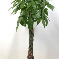 Large Pachira aquatica (Money Tree)