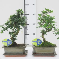 S-Shaped Carmona Bonsai (Fukien Tea Bonsai)