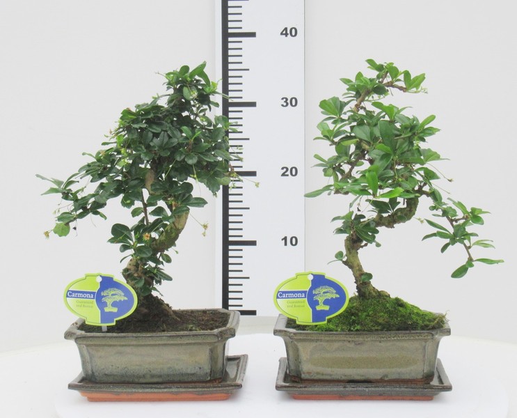 S-Shaped Carmona Bonsai (Fukien Tea Bonsai) - Image 2