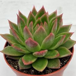Echeveria agavoides (Lipstick Echeveria)