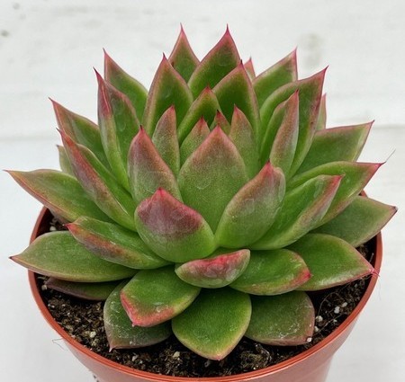 Echeveria agavoides (Lipstick Echeveria) - Image 2