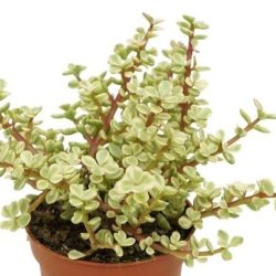 Portulacaria afra Variegata  (Variegated Elephant Bush)