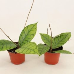 Hoya callistophylla (Silver Splash Hoya)