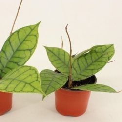 Hoya callistophylla (Silver Splash Hoya)
