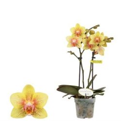 Phalaenopsis Mini (Mini Moth Orchid)