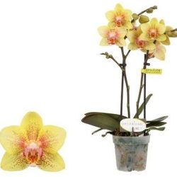 Phalaenopsis Mini (Mini Moth Orchid)