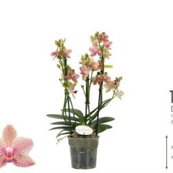 Phalaenopsis Exclusivo (Multi-Stem Moth Orchid)
