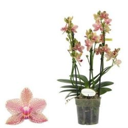 Phalaenopsis Exclusivo (Multi-Stem Moth Orchid)