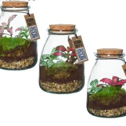 Bottle Terrarium