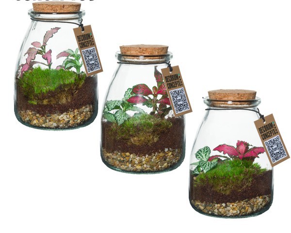 Bottle Terrarium