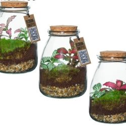 Bottle Terrarium
