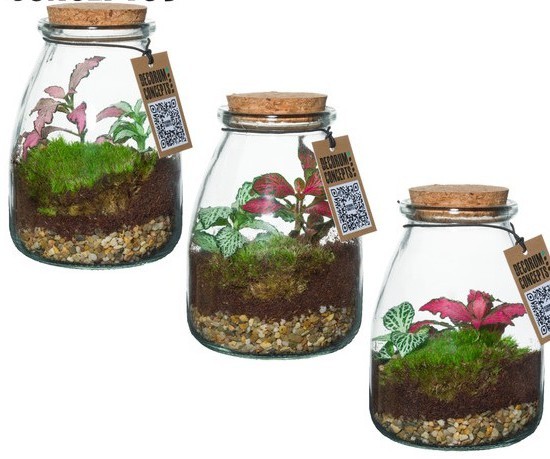 Bottle Terrarium - Image 2