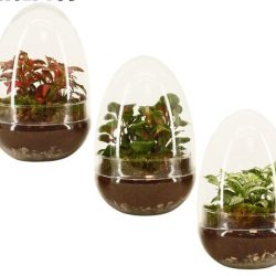 Terrarium Egg