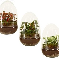 Terrarium Egg