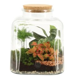 Square Terrarium
