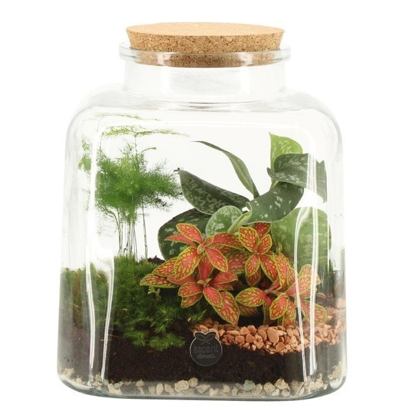 Square Terrarium