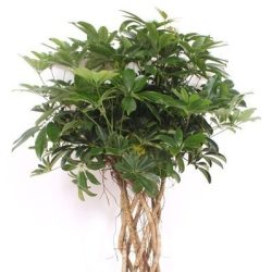 Schefflera arboricola ‘Compacta’ (Braided Umbrella Tree)