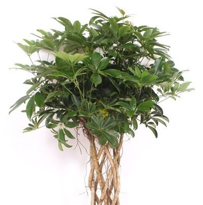 Schefflera arboricola 'Compacta' (Braided Umbrella Tree)