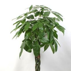 Large Pachira aquatica (Money Tree)