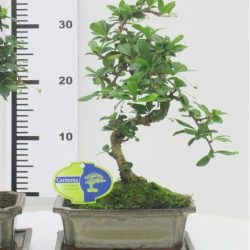 S-Shaped Carmona Bonsai (Fukien Tea Bonsai)