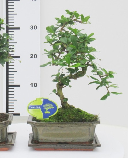 S-Shaped Carmona Bonsai (Fukien Tea Bonsai)