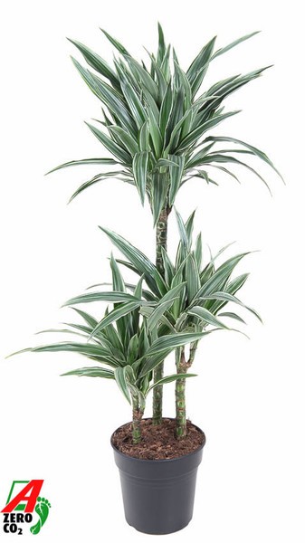 Dracaena der Warneckei (Striped Dracaena)