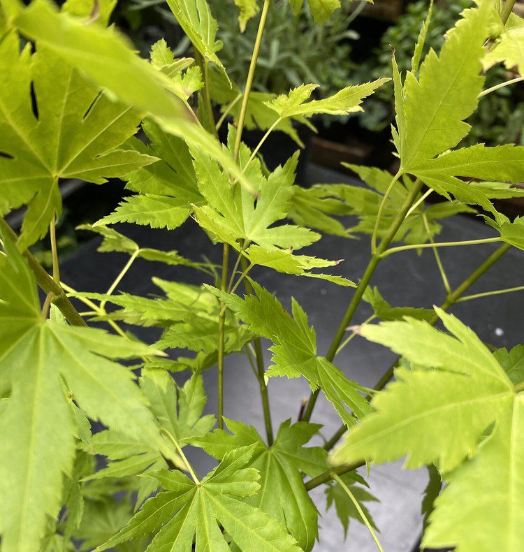Leaves of green acer plant