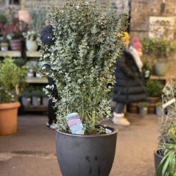 Eucalyptus Gunnii