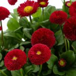 Bellis Red