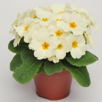 Primula Vulgaris Cottage Cream