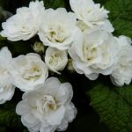 Primrose White