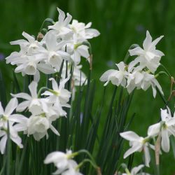 Narcissus Thalia