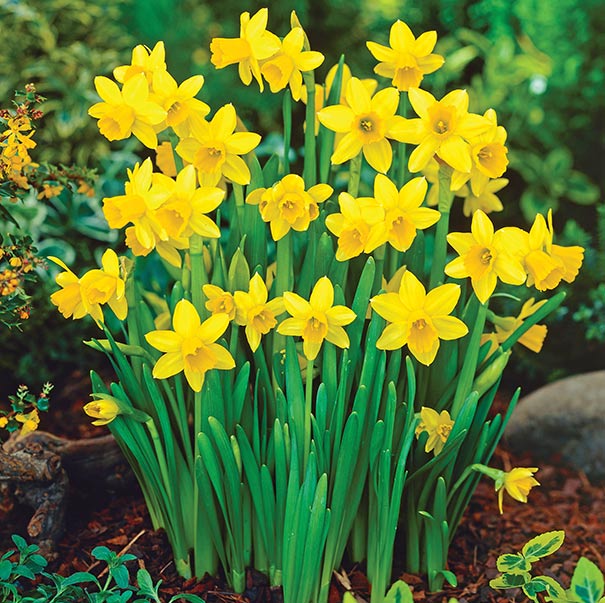 Buy Narcissus Bulbs