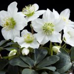 Helleborus Christmas Carol