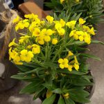 Cheiranthus Yellow