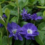 Vinca Minor Gertrude Jekyll
