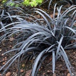 Ophiopogon Planiscapus Niger