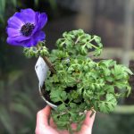 Anemone coronaria ‘Blue’ – Blue Anemone